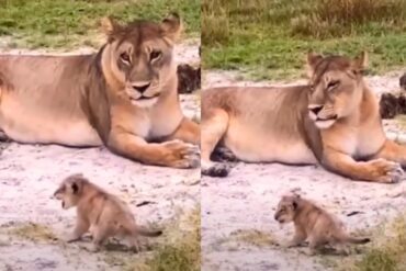 A lion and a lion cub