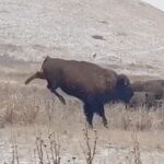 Bison calf snow