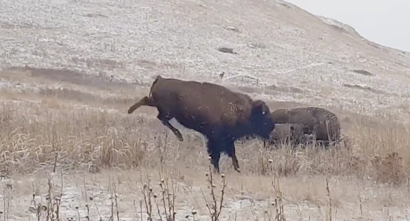 Bison Calf Gets The Zoomies During First Snow Of The Year At Yellowstone National Park