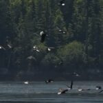 Bald Eagle flock