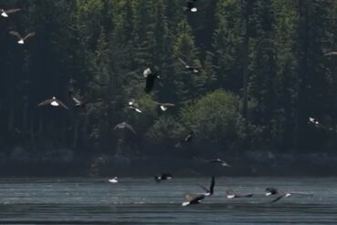 Bald Eagle flock