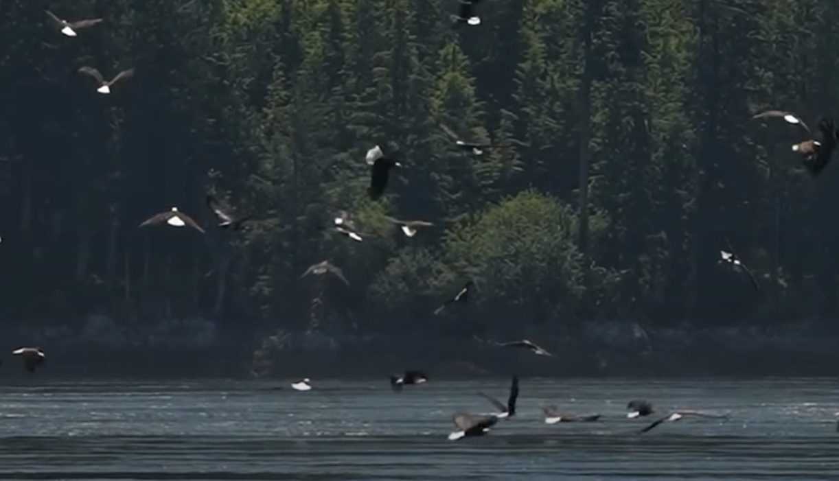 Watch Hundreds Of Bald Eagles Band Together For A Massive Feeding Frenzy