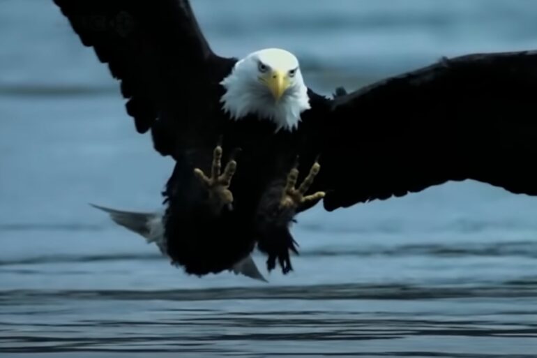 Bald Eagle