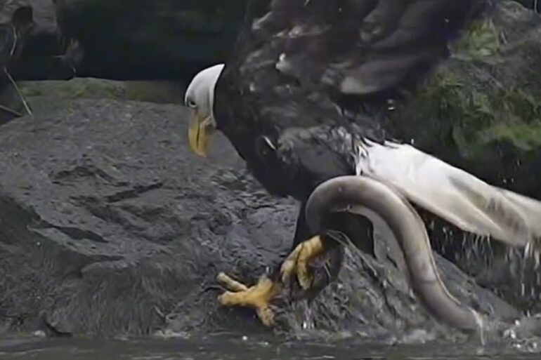 Bald Eagle snags eel