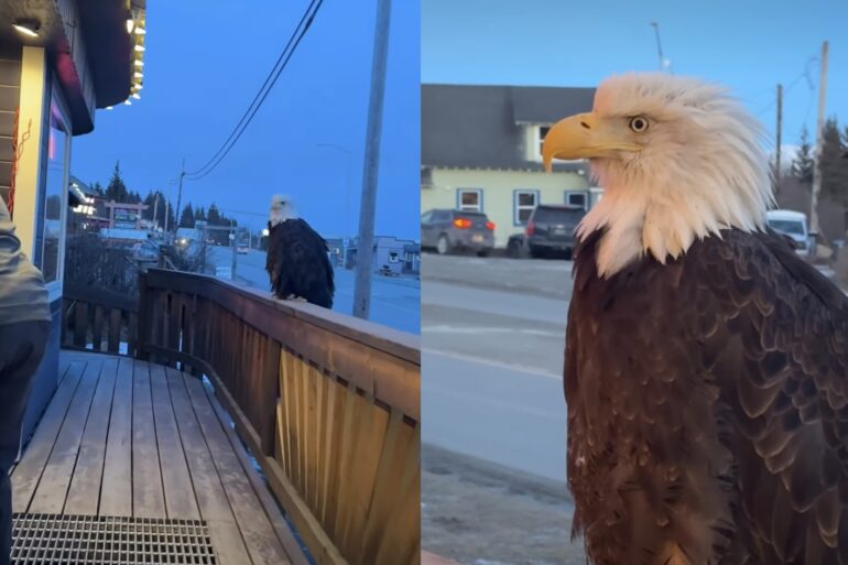 Bald Eagle Alaska