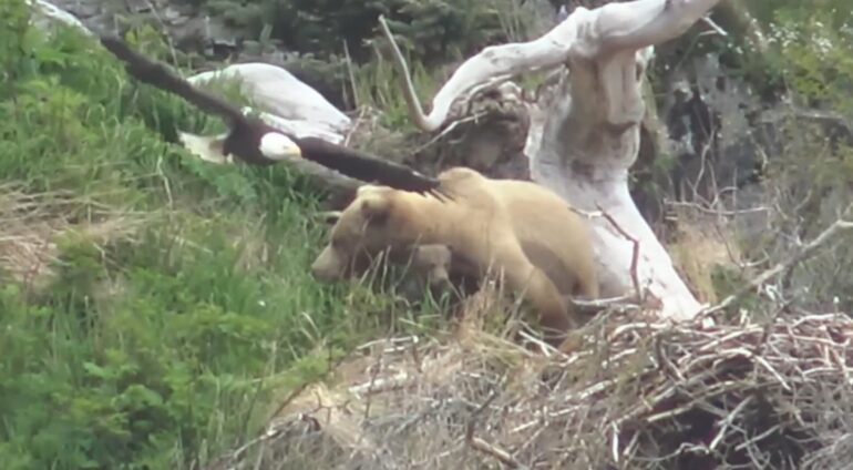 Bald Eagle dive bombs bear at KAtmai