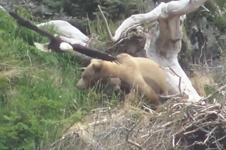 Bald Eagle dive bombs bear at KAtmai