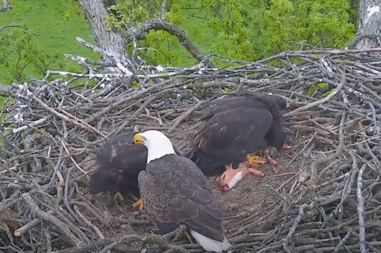 A couple of bald eagles in a nest