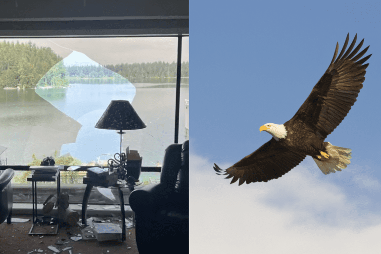 bald eagle nature