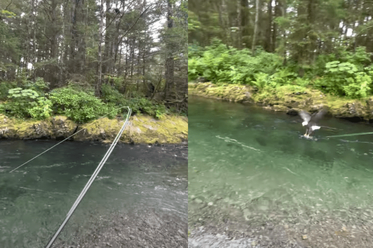 Bald eagle snags trout off line