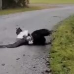 Bald eagle brawl
