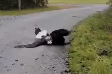 Bald eagle brawl