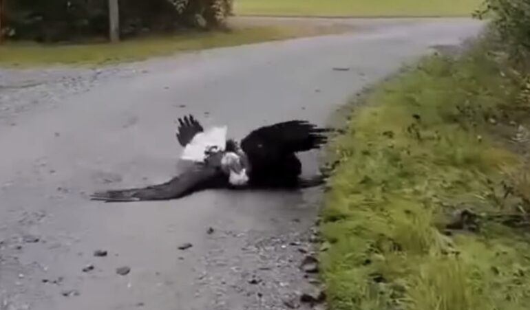 Bald eagle brawl