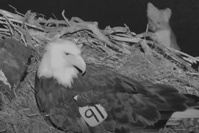 Eagle fights off fox