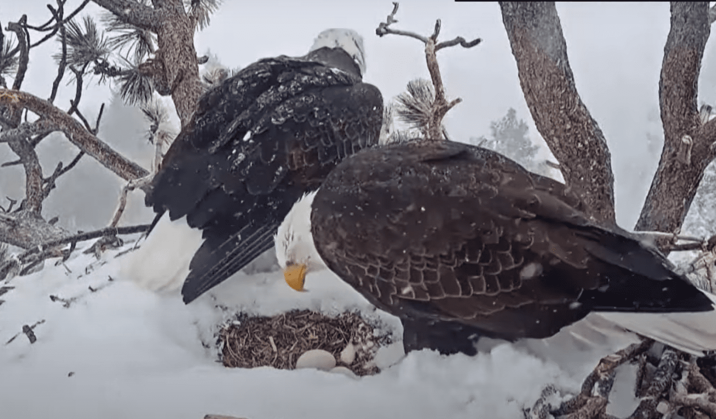 Luxury Development Project Could Force Famous Bald Eagle Couple, Jackie & Shadow, Out Of Their California Nest