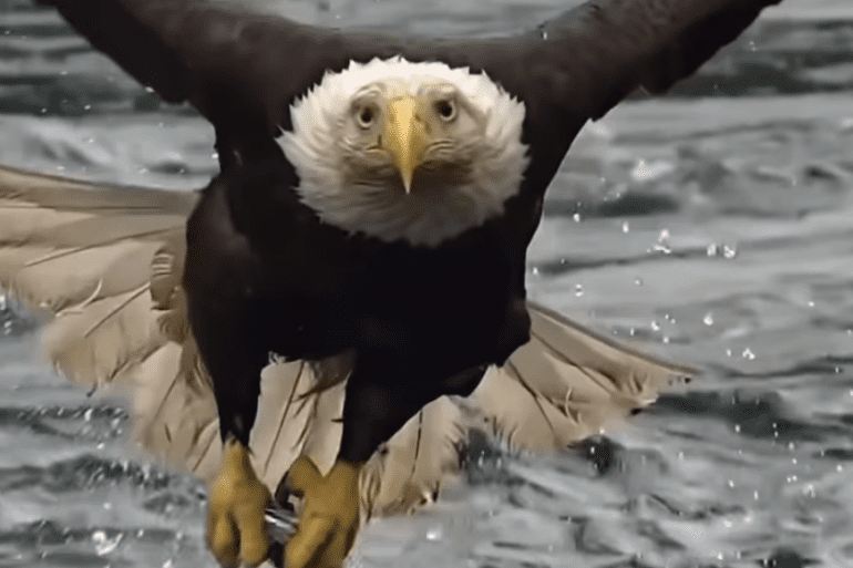 Bald eagle