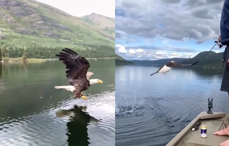 Bald eagle