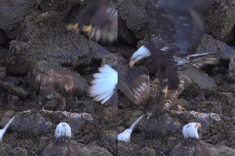 Bald Eagle attacks younger one