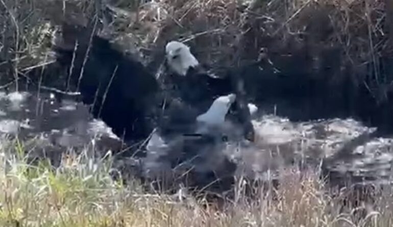 bald eagles