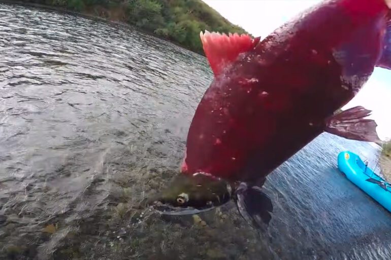 Sockeye Salmon