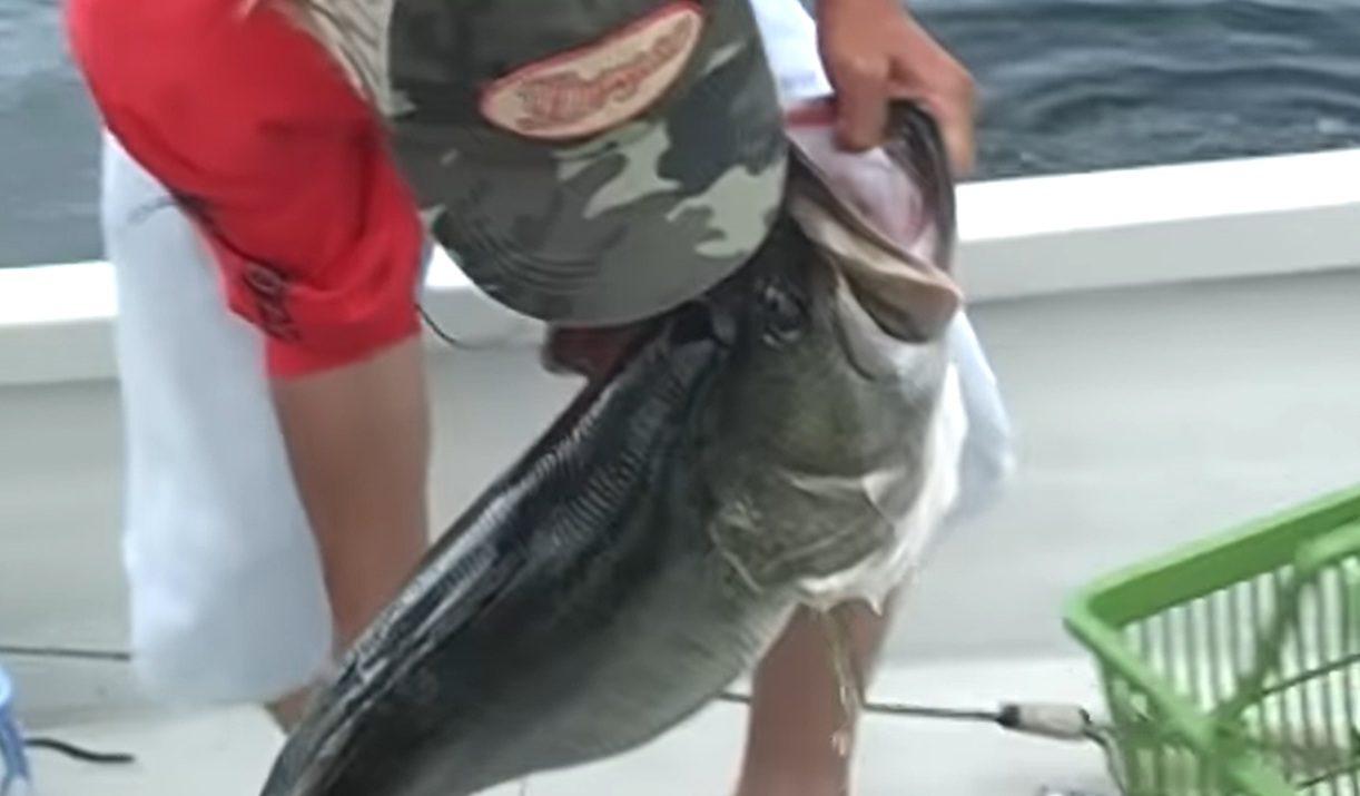 22-Pound Monster: Watch Japanese Fisherman, Manabu Kurita, Catch The World Record Largemouth Bass In 2009
