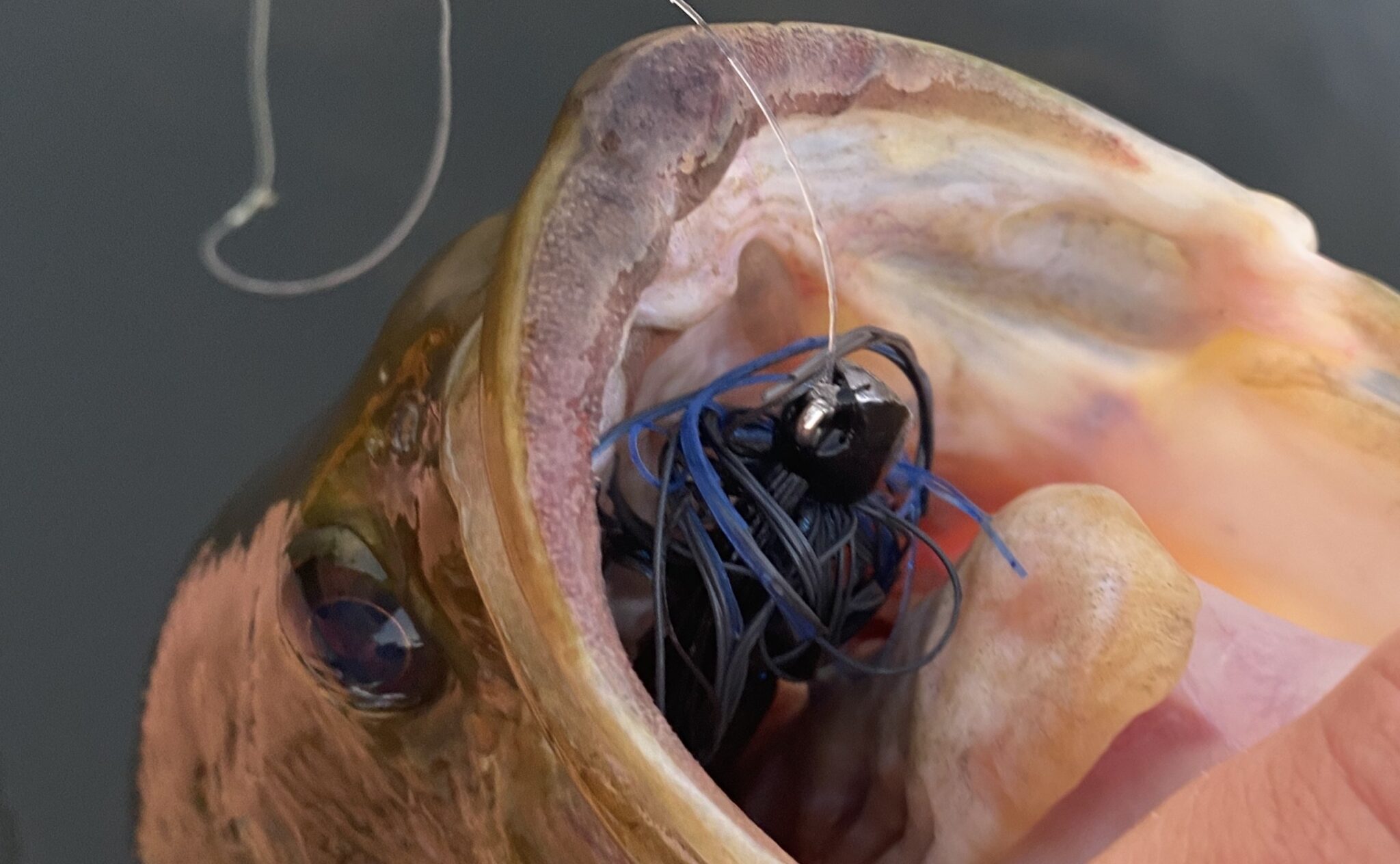 Top 5 Bass Baits For Fall Dock Fishing