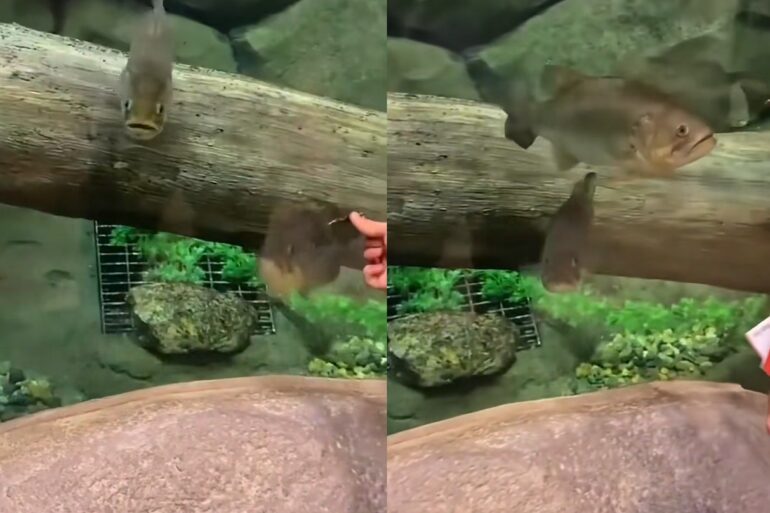 Bass Pro Shops lure test