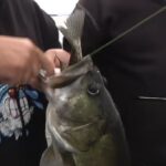 Bass and crappie Hackney
