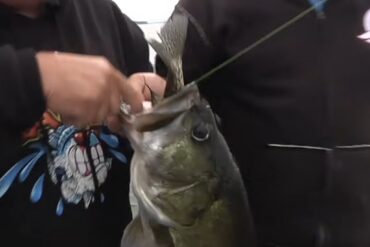 Bass and crappie Hackney