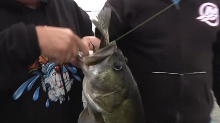 Bass and crappie Hackney