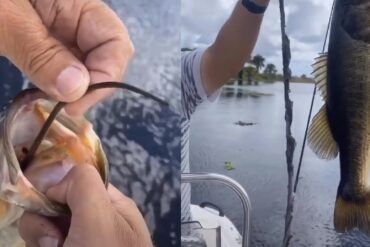 Bass snake