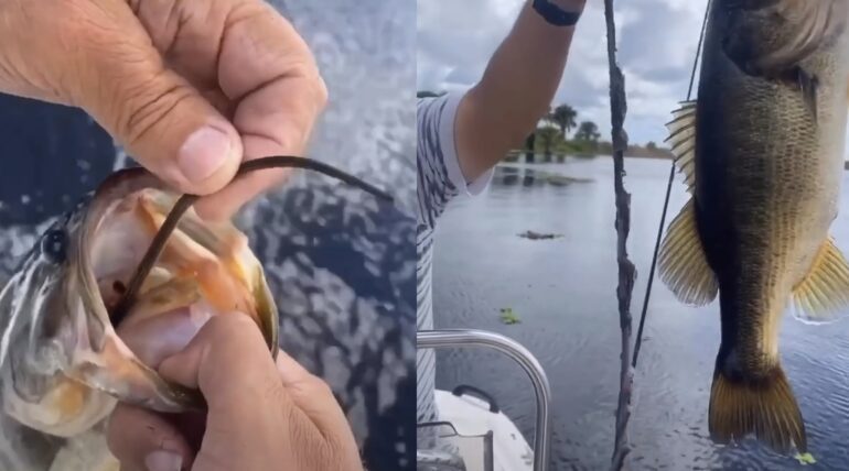 Bass snake