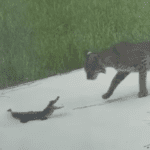A cat and a dog on a road