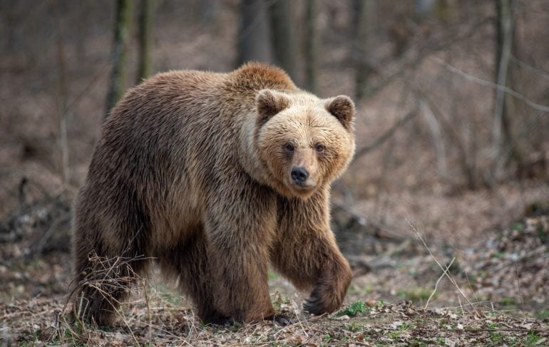 A brown bear walking in the woods