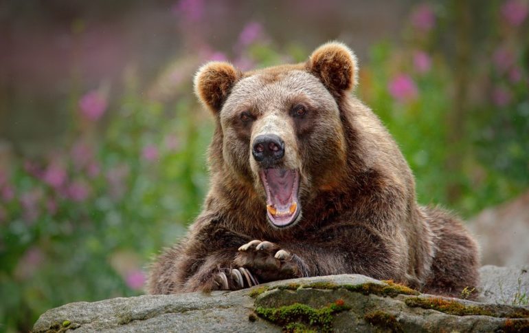 A bear with its mouth open
