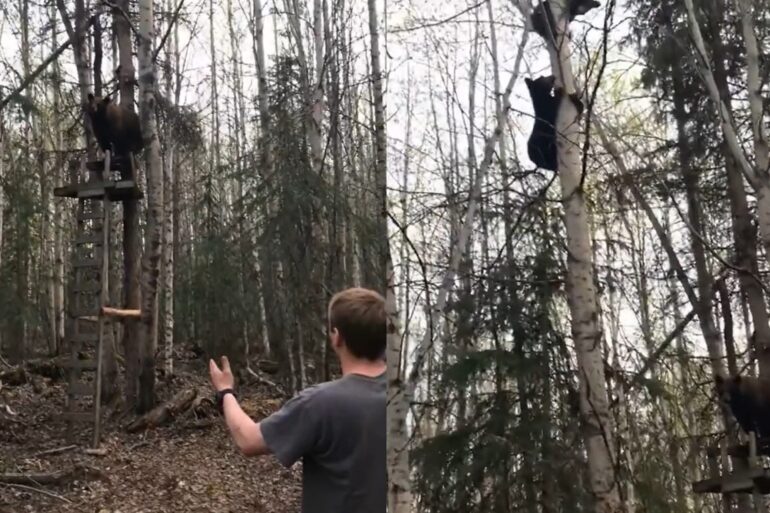 bear in tree stand