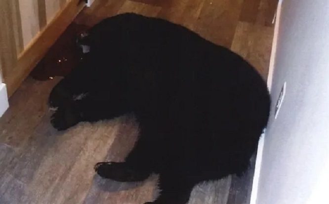 A black cat lying on the floor