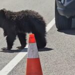 Bear Tetons