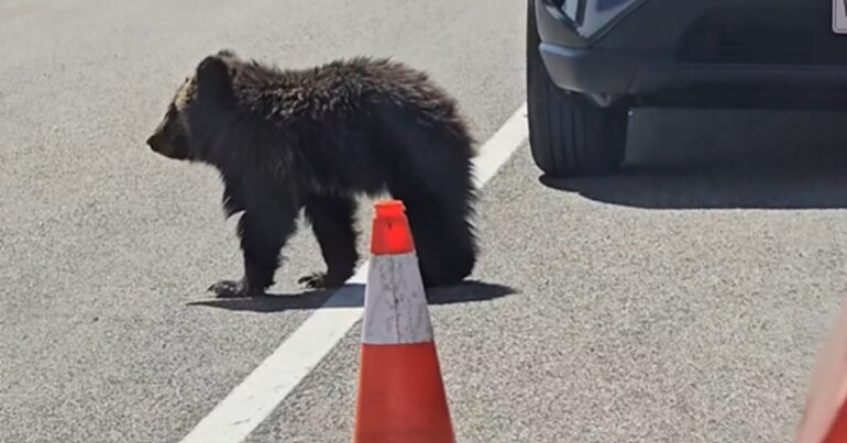 Bear Tetons