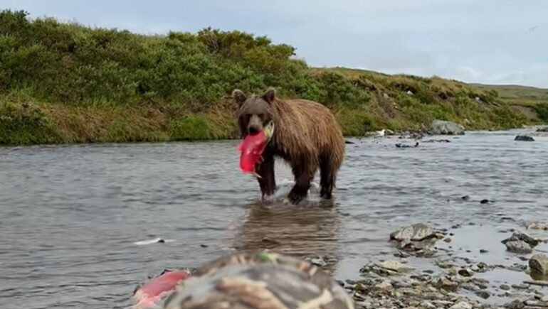 Brown bear