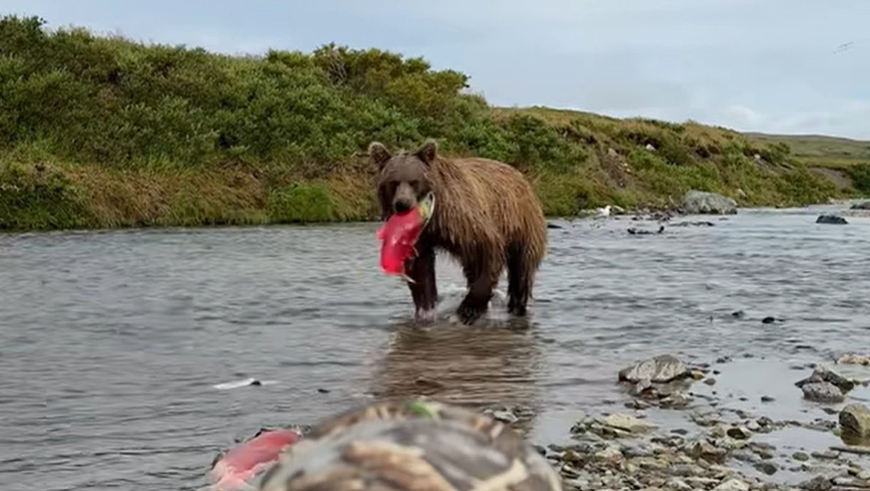 Wildlife Photographer Captures Front Row Footage Of Alaskan Brown Bear Catching a Salmon