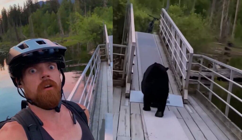Cyclist Snaps Fear-Filled Selfie as Bear Walks Right Past Him on ...