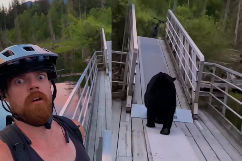 bear biker