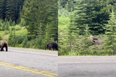 Bear
