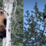 Black bear climbs tree