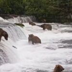 Katmai Bears