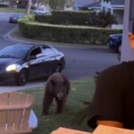 Bear pizza
