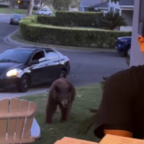 Bear pizza