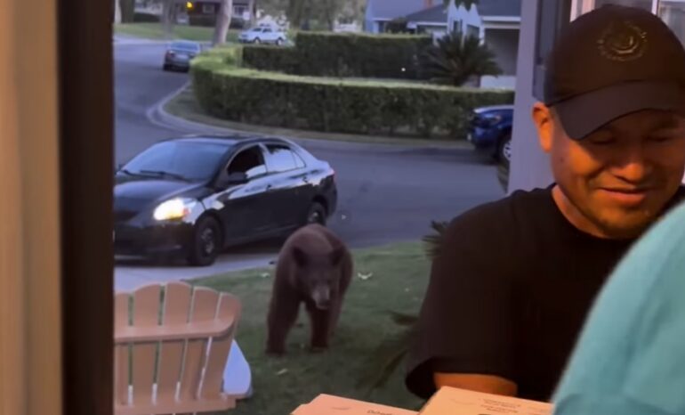 Bear pizza