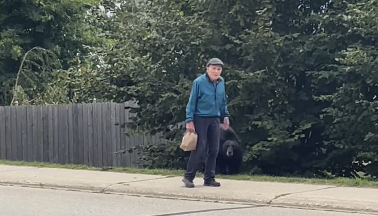 “RIGHT BEHIND YOU!”: Oblivious Old Man Has No Idea a Massive Black Bear is Trailing Him